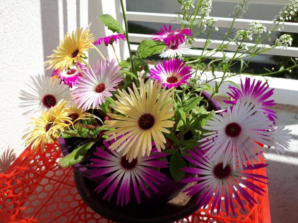 Carte à planter « Félicitations Cigogne » – naissance – Image 3